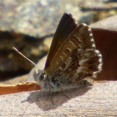 Neolucia (genus) at West Hobart, TAS - 30 Dec 2024 by VanessaC