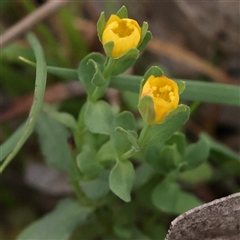 Unidentified Other Wildflower or Herb at Jerrawa, NSW - 27 Dec 2024 by ConBoekel