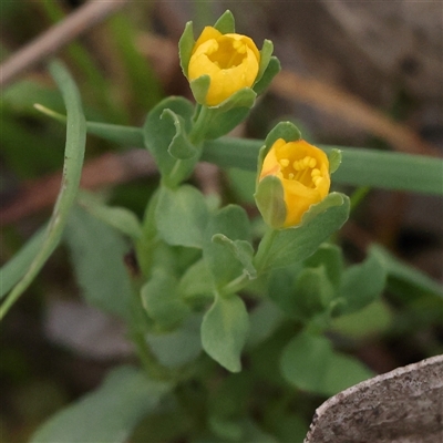 Hypericum gramineum (Small St Johns Wort) at Jerrawa, NSW - 28 Dec 2024 by ConBoekel