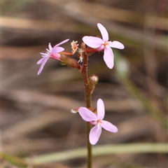 Unidentified Other Wildflower or Herb at Jerrawa, NSW - 27 Dec 2024 by ConBoekel