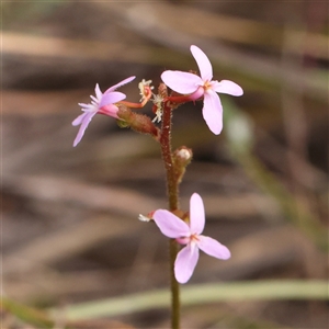 Stylidium graminifolium at Jerrawa, NSW - 28 Dec 2024