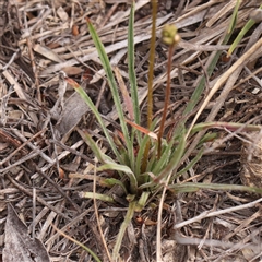 Stylidium graminifolium at Jerrawa, NSW - 28 Dec 2024