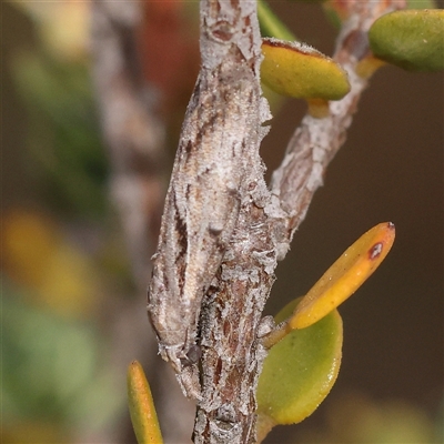 Nola paroxynta (Neat Tuft-moth) at Jerrawa, NSW - 28 Dec 2024 by ConBoekel