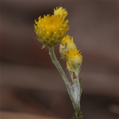 Unidentified Other Wildflower or Herb at Jerrawa, NSW - 27 Dec 2024 by ConBoekel