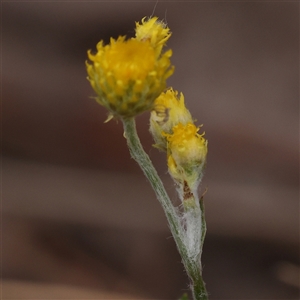 Chrysocephalum apiculatum at Jerrawa, NSW - 28 Dec 2024