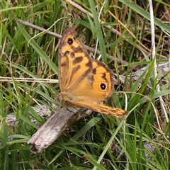 Heteronympha merope (Common Brown Butterfly) at Jerrawa, NSW - 27 Dec 2024 by ConBoekel