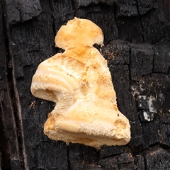 Unidentified Pored or somewhat maze-like on underside [bracket polypores] at Jerrawa, NSW - 27 Dec 2024 by ConBoekel