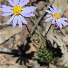 Brachyscome rigidula at Bungendore, NSW - 29 Dec 2024 by clarehoneydove