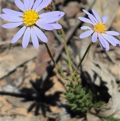 Brachyscome rigidula (Hairy Cut-leaf Daisy) at Bungendore, NSW - 29 Dec 2024 by clarehoneydove
