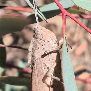 Goniaea australasiae (Gumleaf grasshopper) at Bungendore, NSW by clarehoneydove