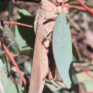 Goniaea australasiae at Bungendore, NSW - 29 Dec 2024