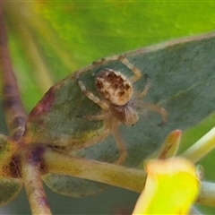 Unverified Orb-weaving spider (several families) at Mount Fairy, NSW - 29 Dec 2024 by clarehoneydove