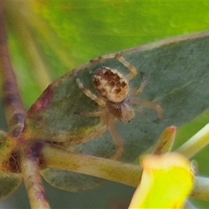 Unidentified Orb-weaving spider (several families) at Mount Fairy, NSW by clarehoneydove