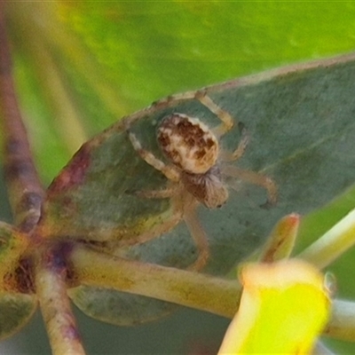 Unverified Orb-weaving spider (several families) at Mount Fairy, NSW - 29 Dec 2024 by clarehoneydove