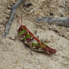 Austroicetes sp. (genus) (A grasshopper) at West Hobart, TAS - 30 Dec 2024 by VanessaC