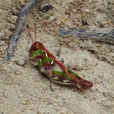 Austroicetes sp. (genus) (A grasshopper) at West Hobart, TAS - 30 Dec 2024 by VanessaC