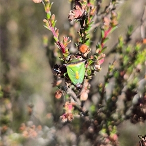 Cuspicona thoracica at Mount Fairy, NSW by clarehoneydove