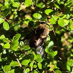 Copidapha sp. (March fly) at Forbes Creek, NSW - 28 Dec 2024 by clarehoneydove