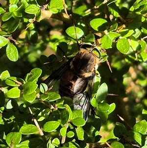 Copidapha sp. at Forbes Creek, NSW - 28 Dec 2024