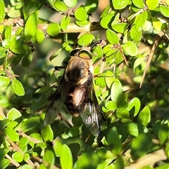 Copidapha sp. at Forbes Creek, NSW - 28 Dec 2024