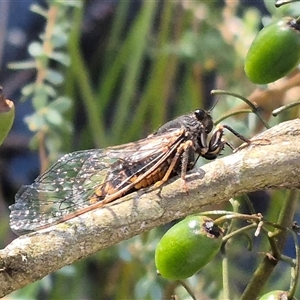 Yoyetta hunterorum at Forbes Creek, NSW - 28 Dec 2024