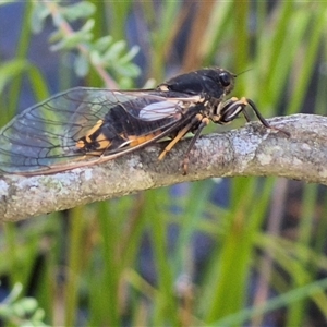 Yoyetta hunterorum at Forbes Creek, NSW - 28 Dec 2024