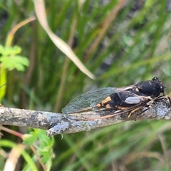 Yoyetta hunterorum at Forbes Creek, NSW - 28 Dec 2024