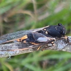 Yoyetta hunterorum at Forbes Creek, NSW - 28 Dec 2024