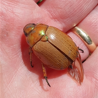 Anoplognathus brunnipennis (Green-tailed Christmas beetle) at Penrose, NSW - 29 Dec 2024 by Aussiegall