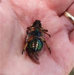 Anoplognathus brunnipennis at Penrose, NSW - 29 Dec 2024