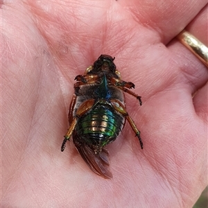 Anoplognathus brunnipennis at Penrose, NSW - suppressed