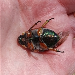 Anoplognathus brunnipennis at Penrose, NSW - suppressed