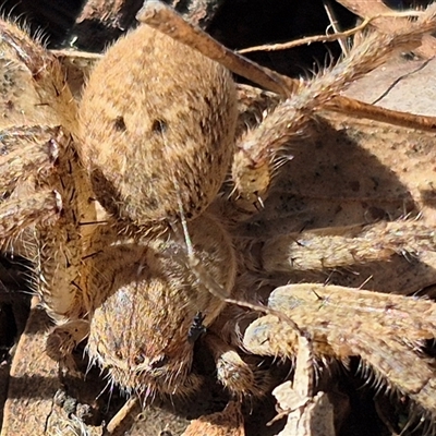 Neosparassus calligaster (Beautiful Badge Huntsman) at Bungendore, NSW - 27 Dec 2024 by clarehoneydove