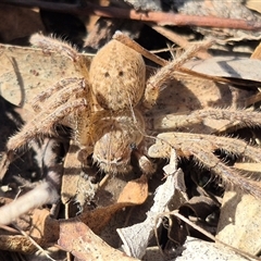 Neosparassus calligaster at Bungendore, NSW - suppressed