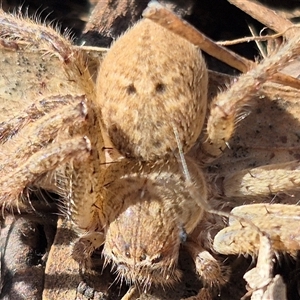 Neosparassus calligaster at Bungendore, NSW - 27 Dec 2024