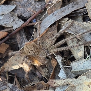 Neosparassus calligaster at Bungendore, NSW - 27 Dec 2024