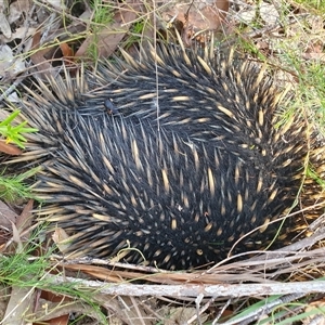 Tachyglossus aculeatus at Penrose, NSW - 22 Dec 2024