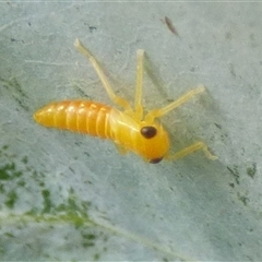 Cicadellidae (family) (Unidentified leafhopper) at Mount Stuart, TAS - 30 Dec 2024 by VanessaC