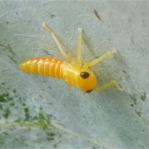 Cicadellidae (family) at Mount Stuart, TAS by VanessaC