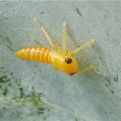 Cicadellidae (family) (Unidentified leafhopper) at Mount Stuart, TAS - 30 Dec 2024 by VanessaC