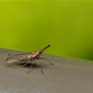 Thanatodictya sp. (Planthopper) at Acton, ACT by SimoneS