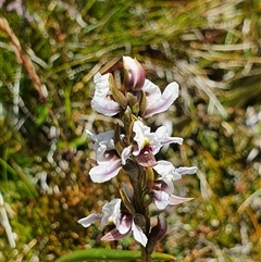 Paraprasophyllum alpestre (Mauve leek orchid) at Munyang, NSW - 29 Dec 2024 by Bubbles