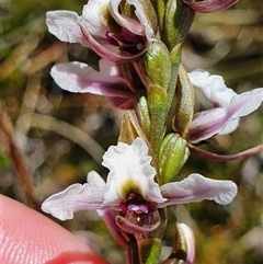 Paraprasophyllum alpestre at Munyang, NSW - suppressed