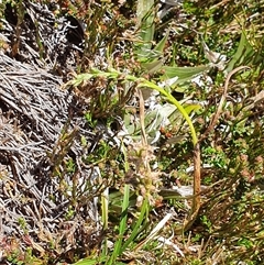 Paraprasophyllum alpestre at Munyang, NSW - suppressed