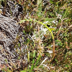 Paraprasophyllum alpestre at Munyang, NSW - suppressed