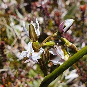 Paraprasophyllum alpestre at Munyang, NSW - 29 Dec 2024