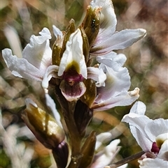 Paraprasophyllum alpestre at Munyang, NSW - suppressed