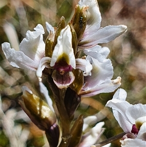 Paraprasophyllum alpestre at Munyang, NSW - suppressed