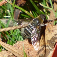 Villa sp. (genus) (Unidentified Villa bee fly) at Mount Stuart, TAS - 21 Dec 2024 by VanessaC