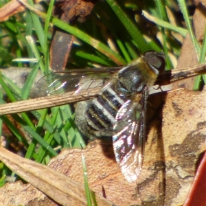 Villa sp. (genus) at Mount Stuart, TAS by VanessaC